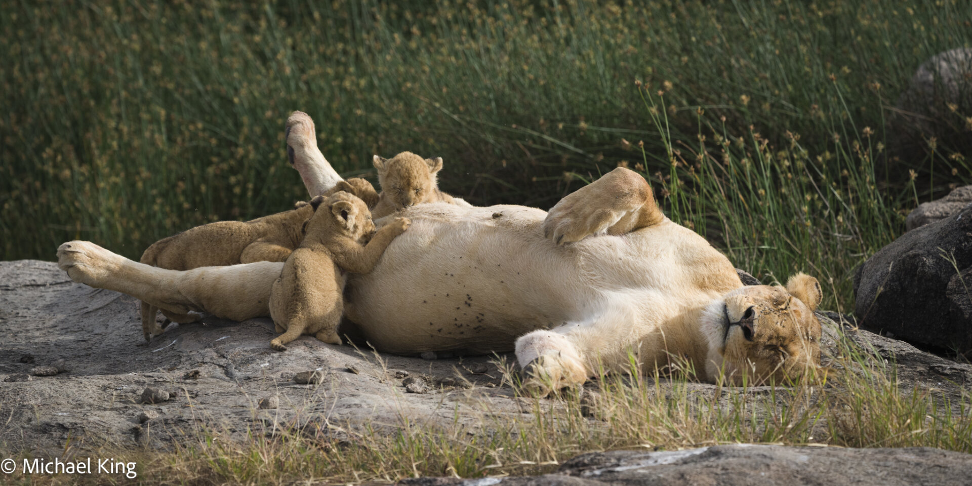 Lion cubs feeding