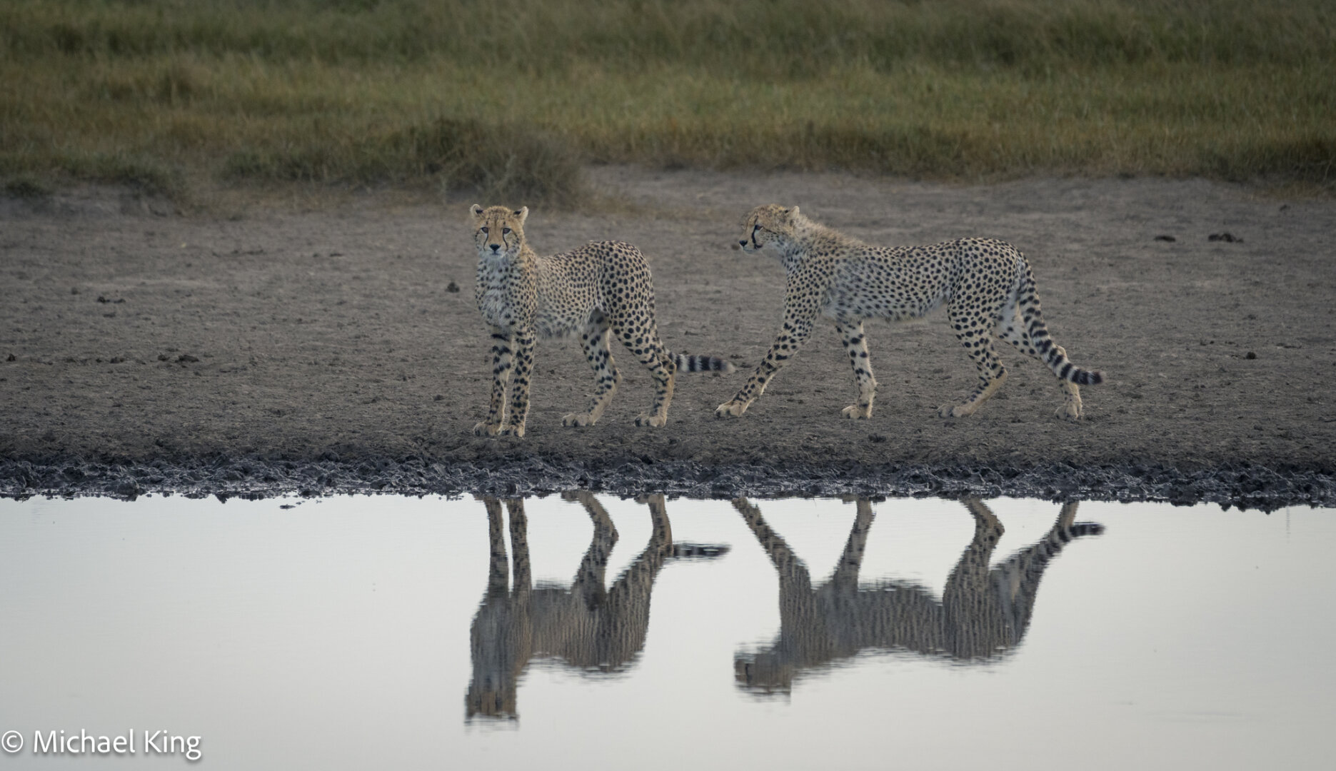 Two cheetahs with their images reflected in the water of a waterhole.