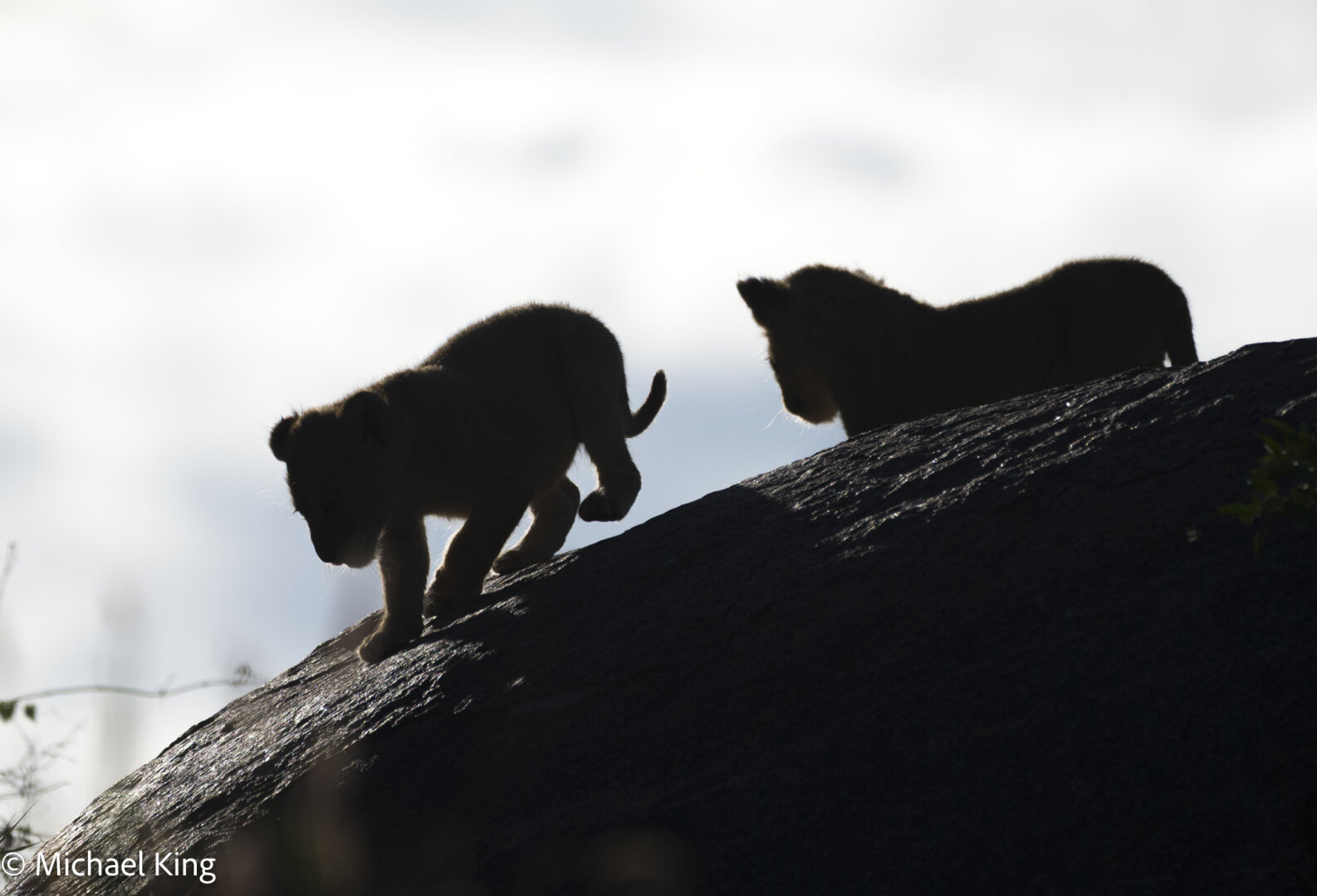 Two young lion cubs on a rocky outcrop in silhouette