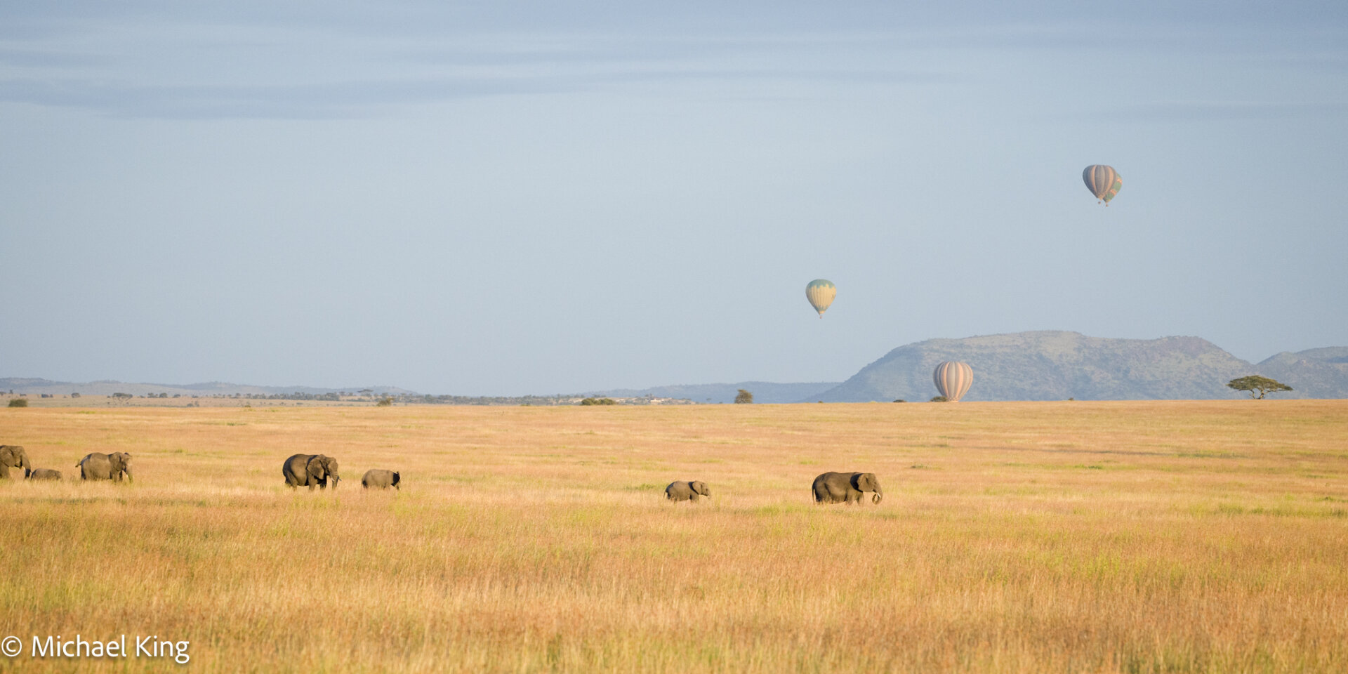 Elephants cross the plane in the early morning light with hot air balloons in the background.