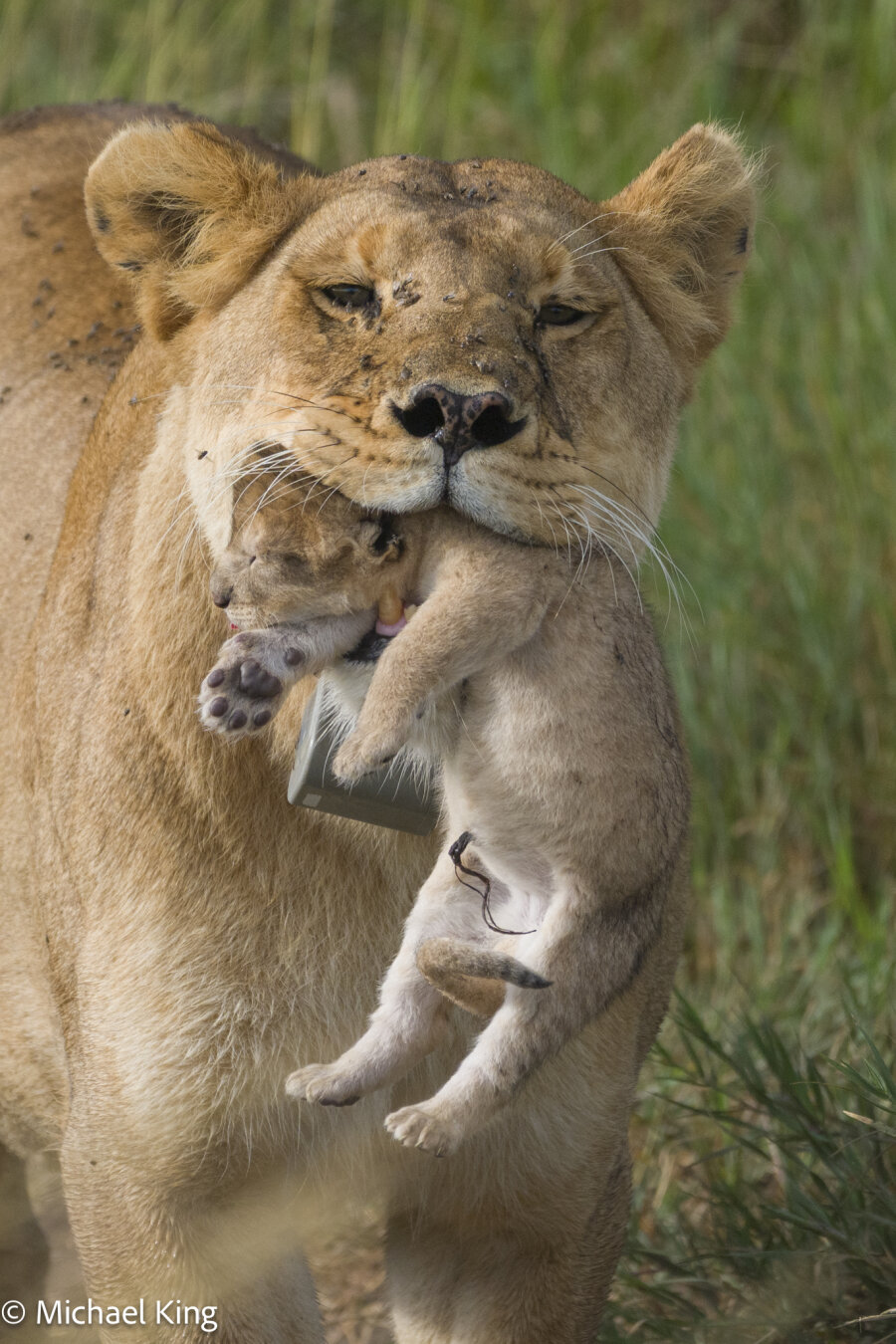 A lion carries her newborn cub in her mouth in the early morning light.