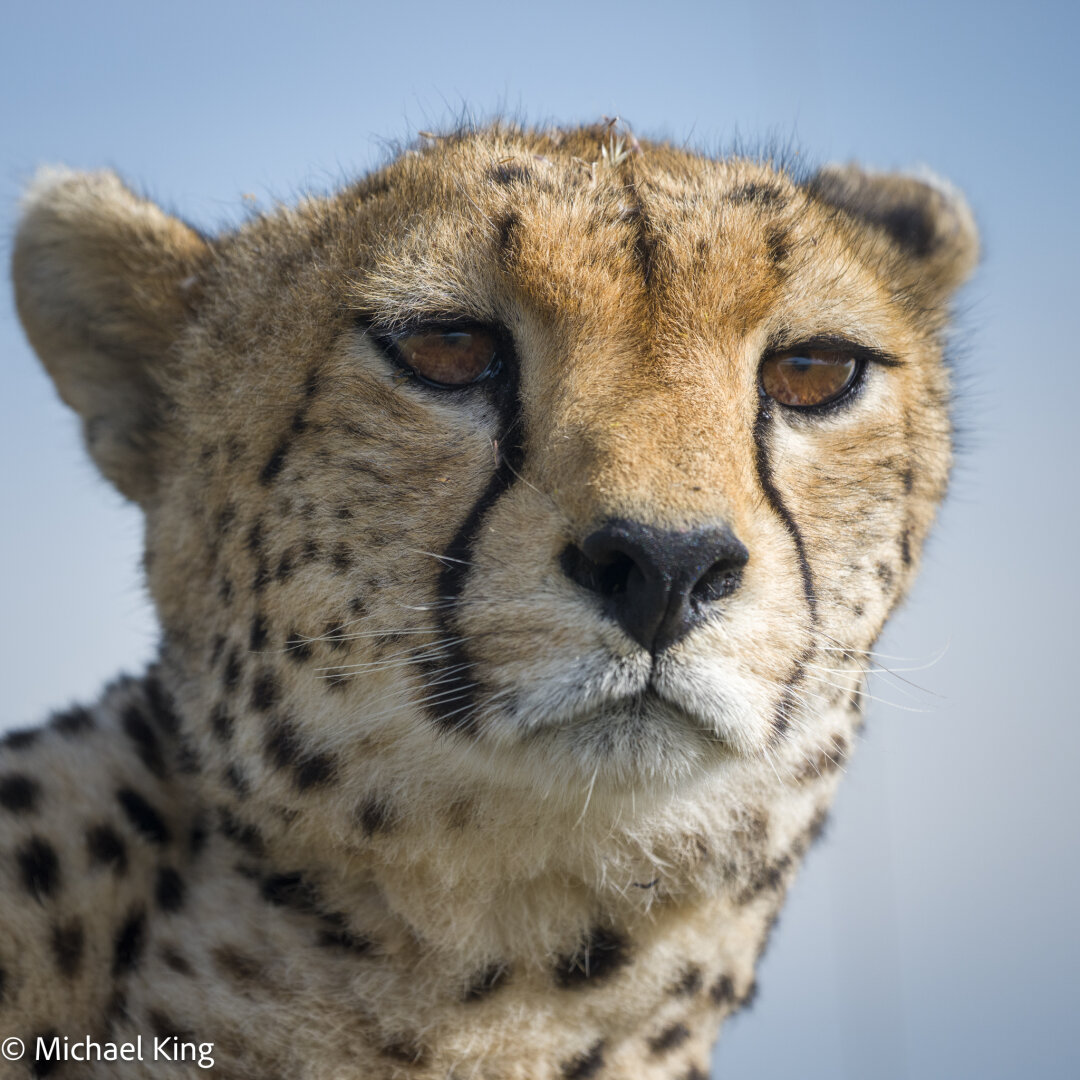 Portrait of a cheetah.