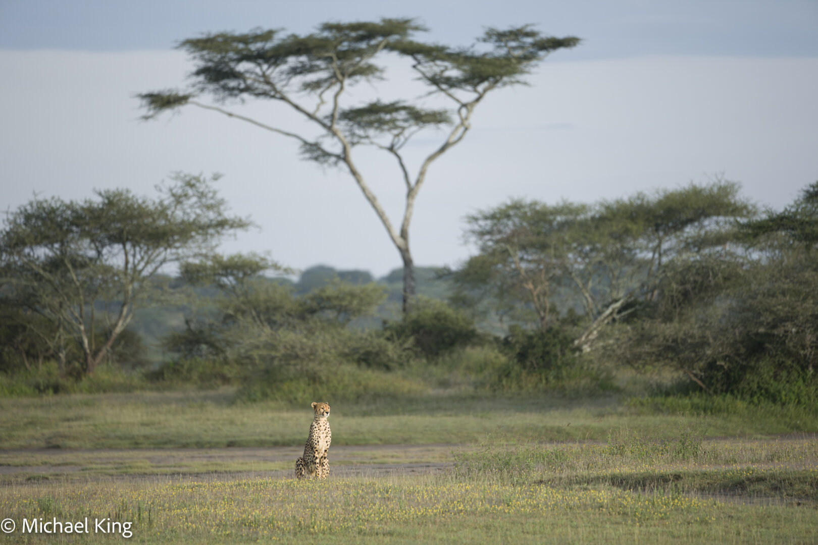 A cheetah sits in the morning sun in a grassy woodland.
