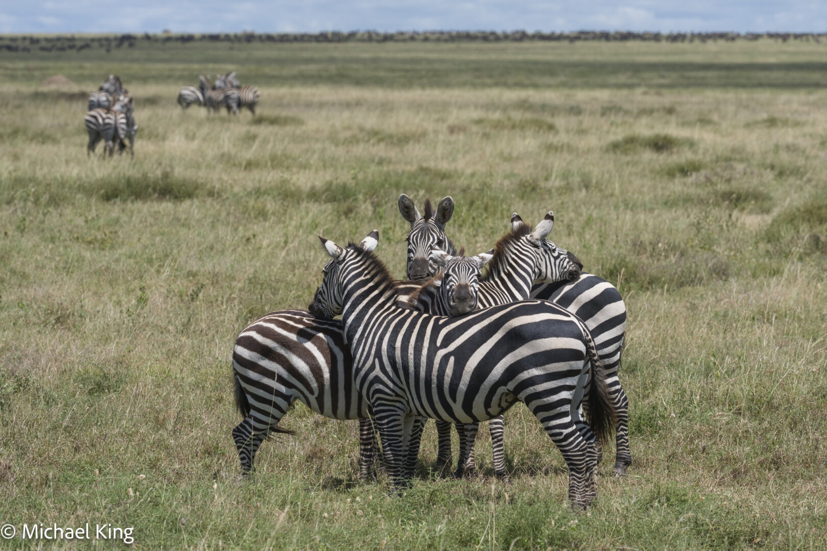 Zebras huddle together on the plain to hide from predators.