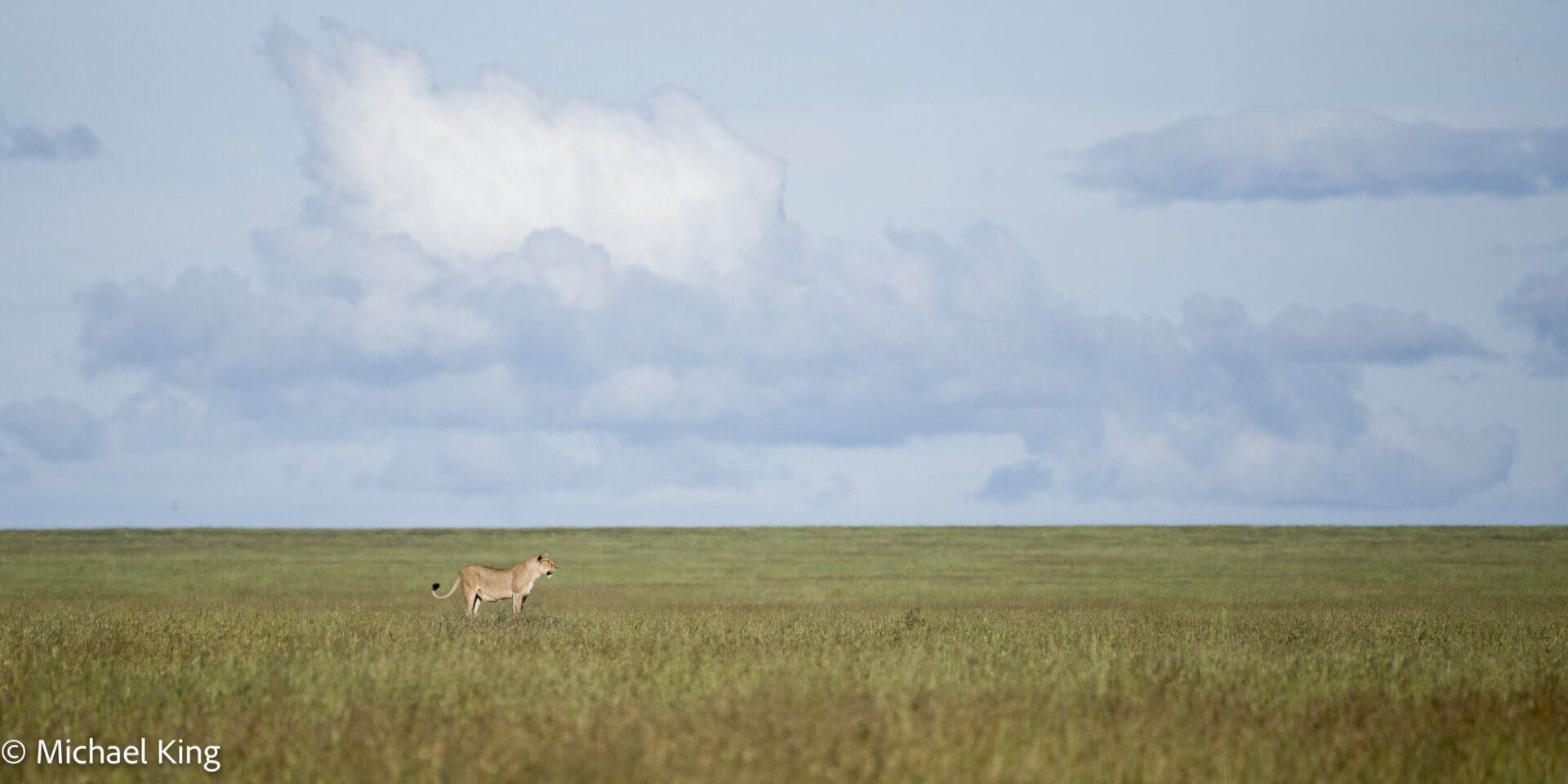 A solitary lioness standing above  tall grasses looking over the plane.