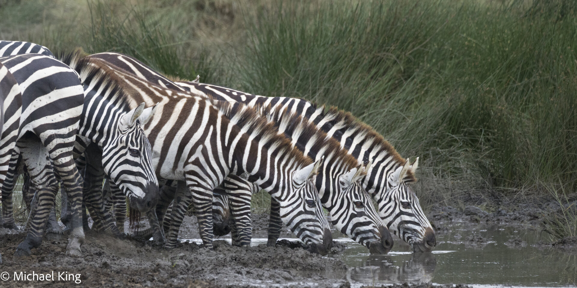 Young zebras drinking together at a waterhole.