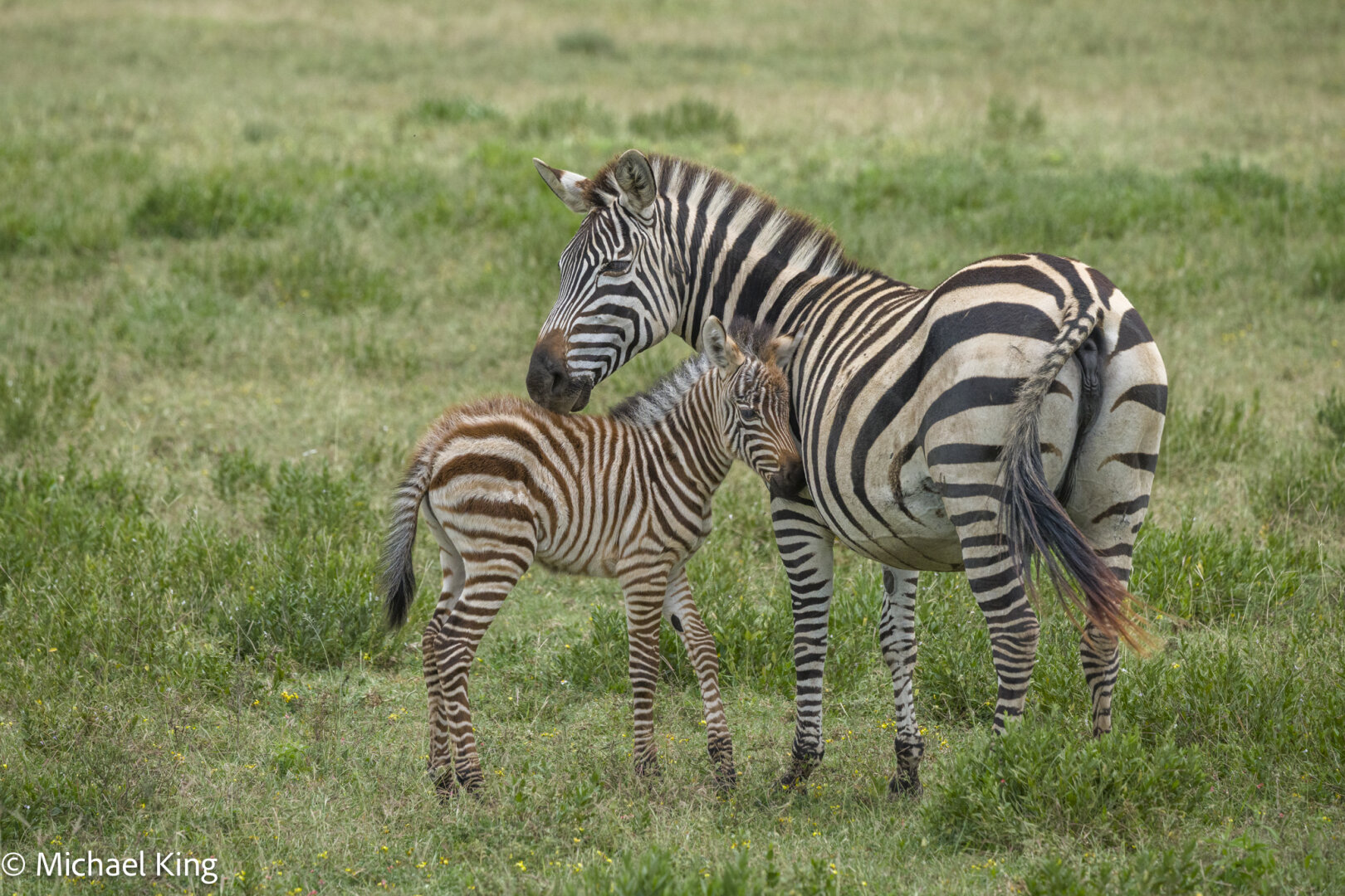Two zebras, one of which is quite young, stand together in grassland.
