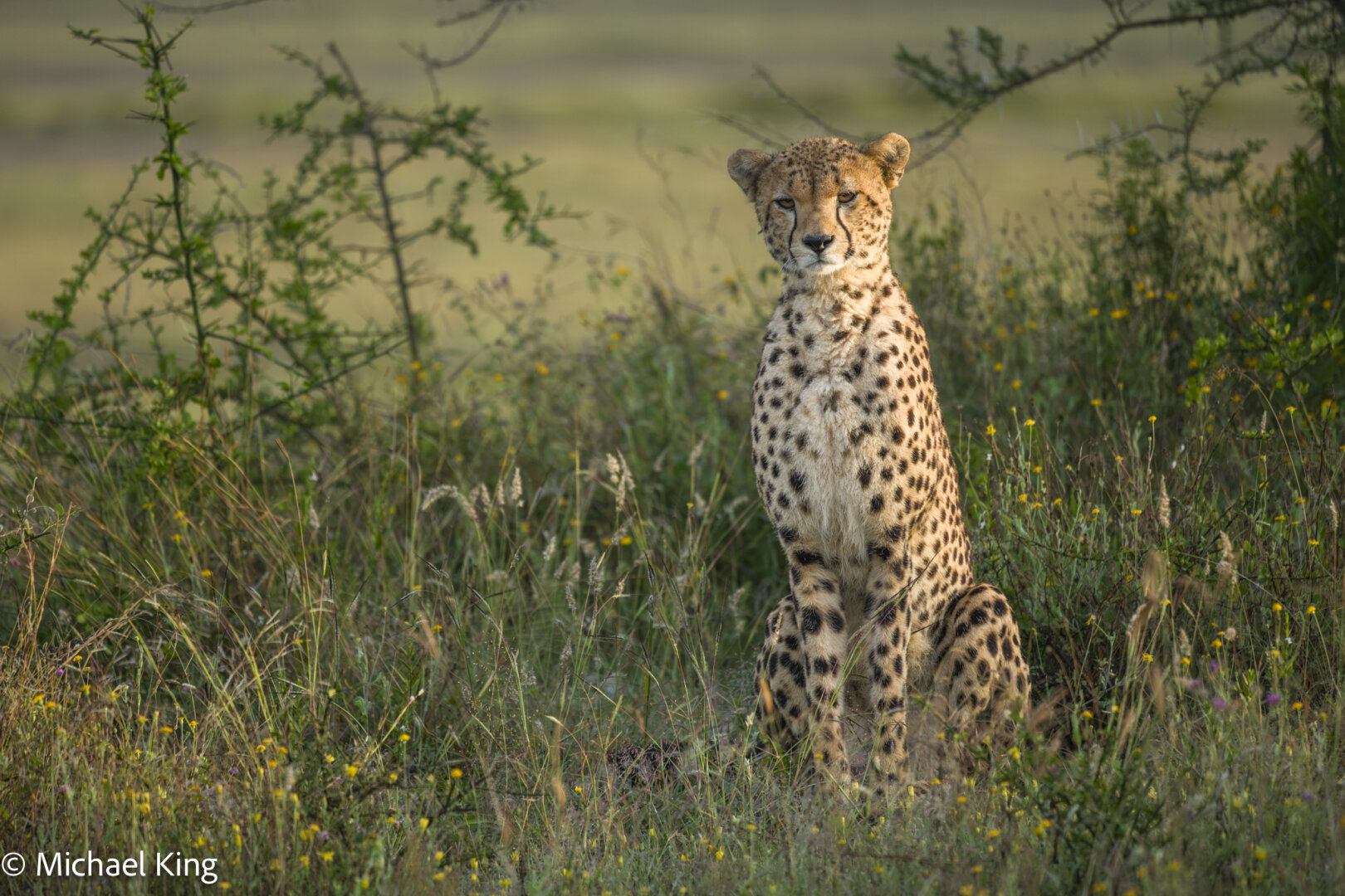 A cheetah sits in the early morning sunshine.