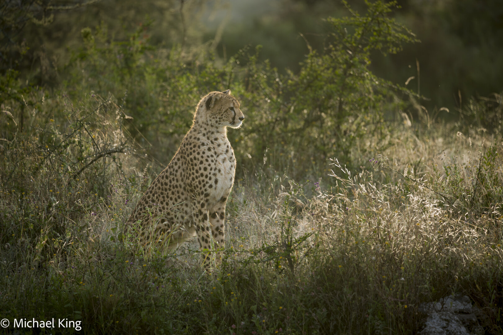 A cheetah sits in the grasses, backlit by the morning sun.