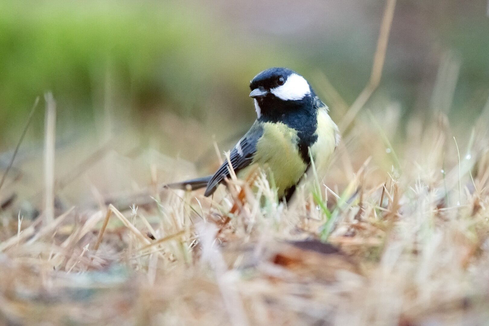 A great tit on the ground is striking a pose suggestive of curiosity towards the photographer