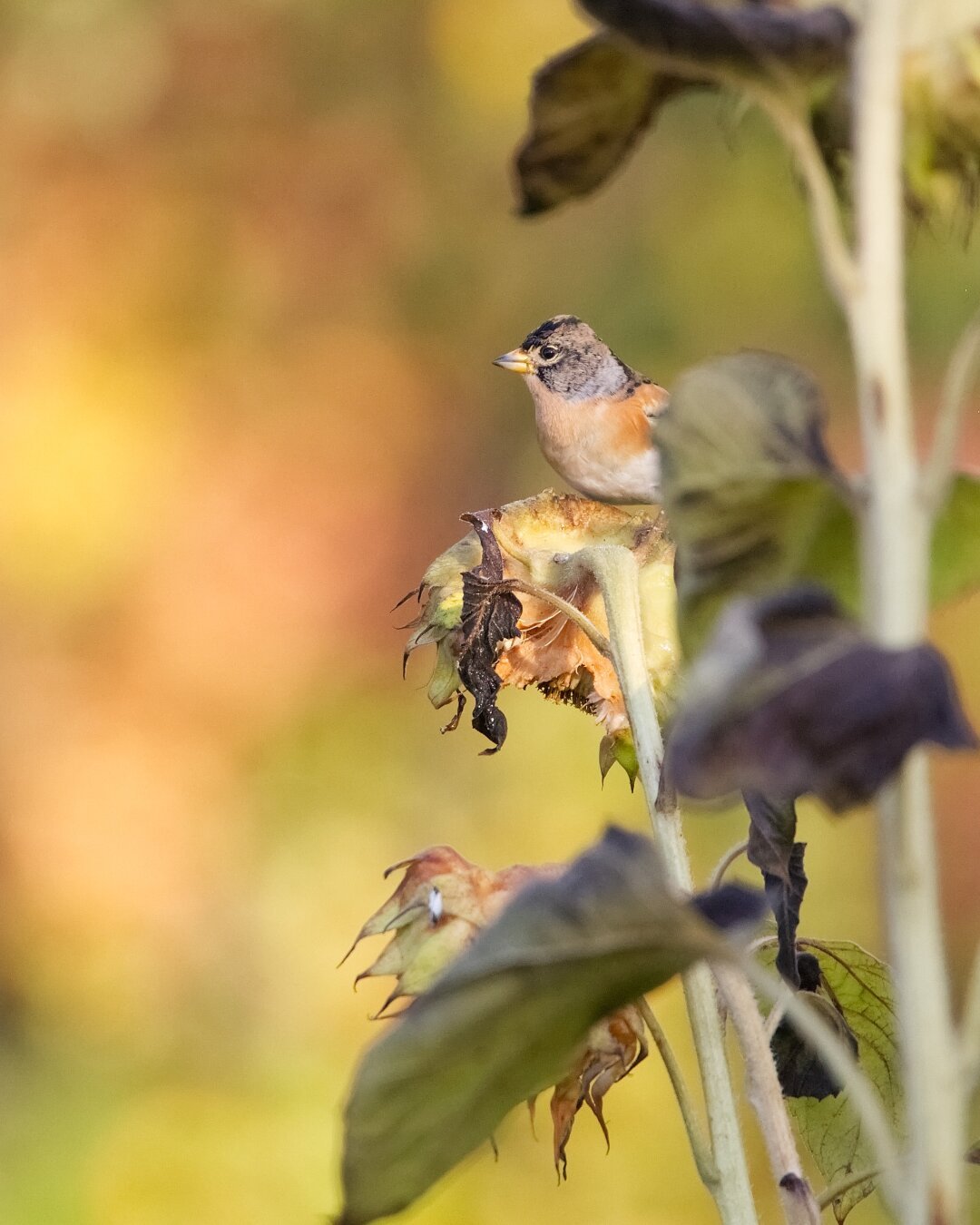 a brambling taking a moment to look out for predators while feeding on sunflowers