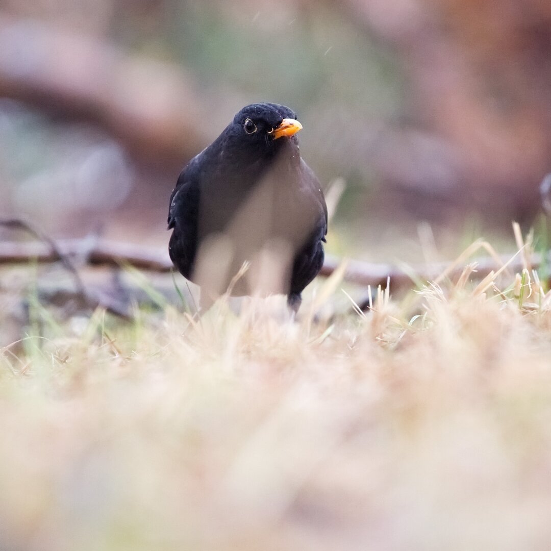 A male blackbird searching for food in light rain