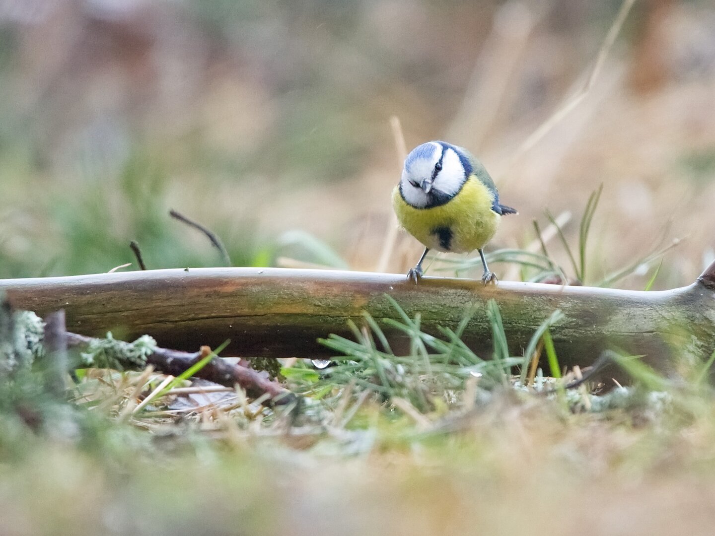 Blue tit perching on a fallen branch on the ground