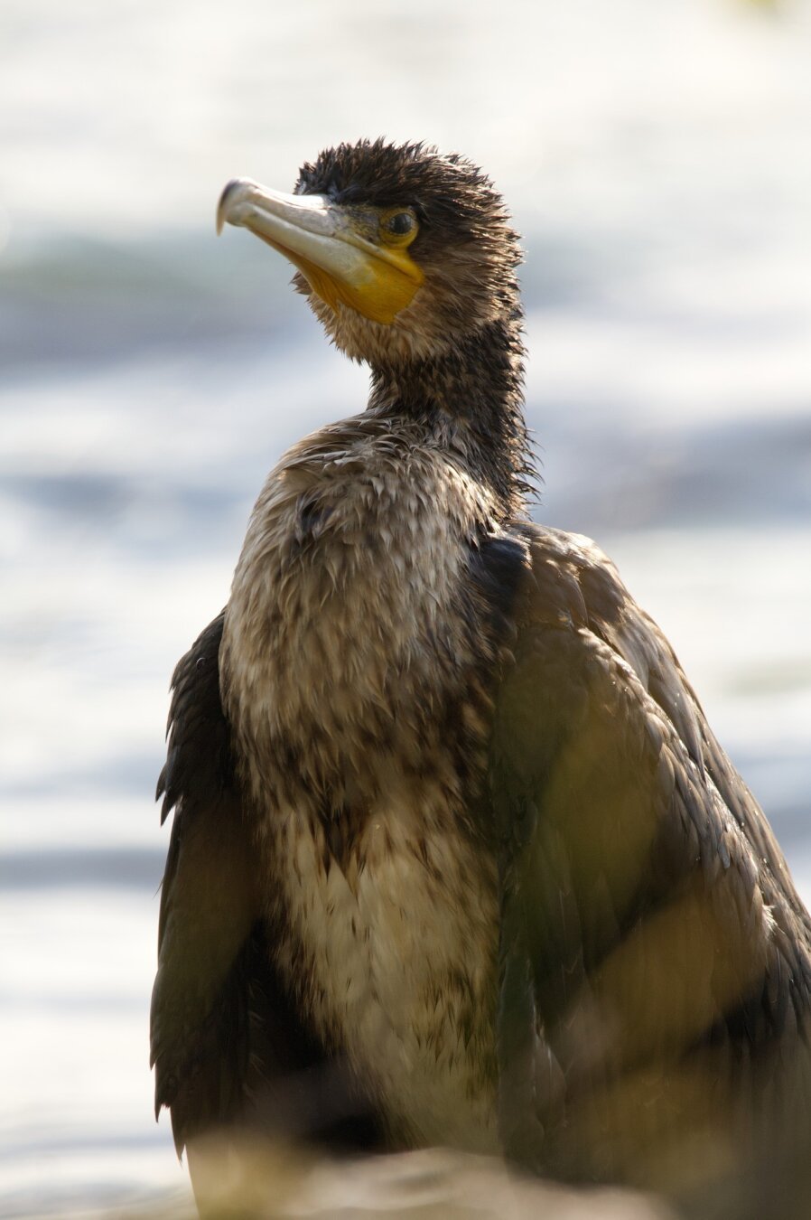 A young Cormorant standing in an upright posture by a lake in the summer, looking at the photographer using its healthy eye. The infected eye is hidden from view.