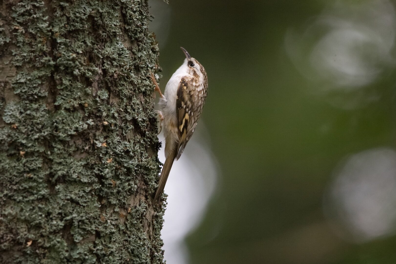 Tree creeper climbing a tree whose bark is covered with a leafy lichen, possibly parmelia.