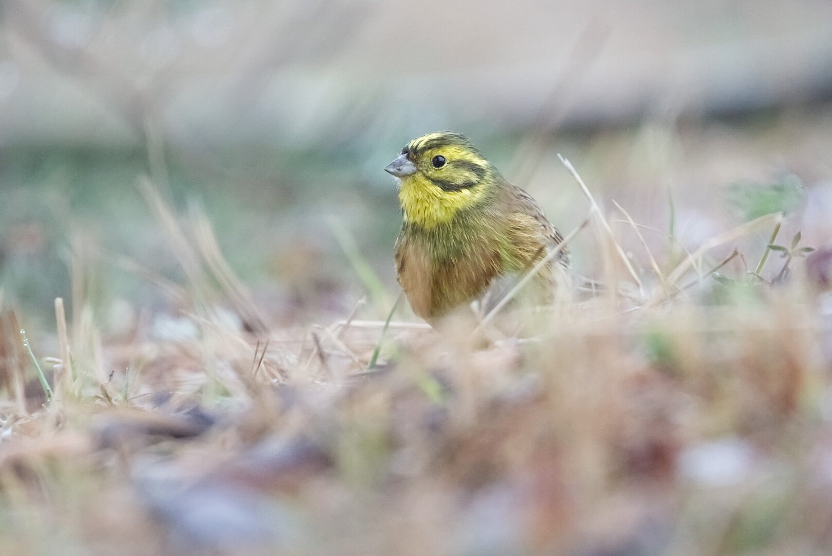 A male yellowhammer, wet from a recent bath, is feeding on the ground.