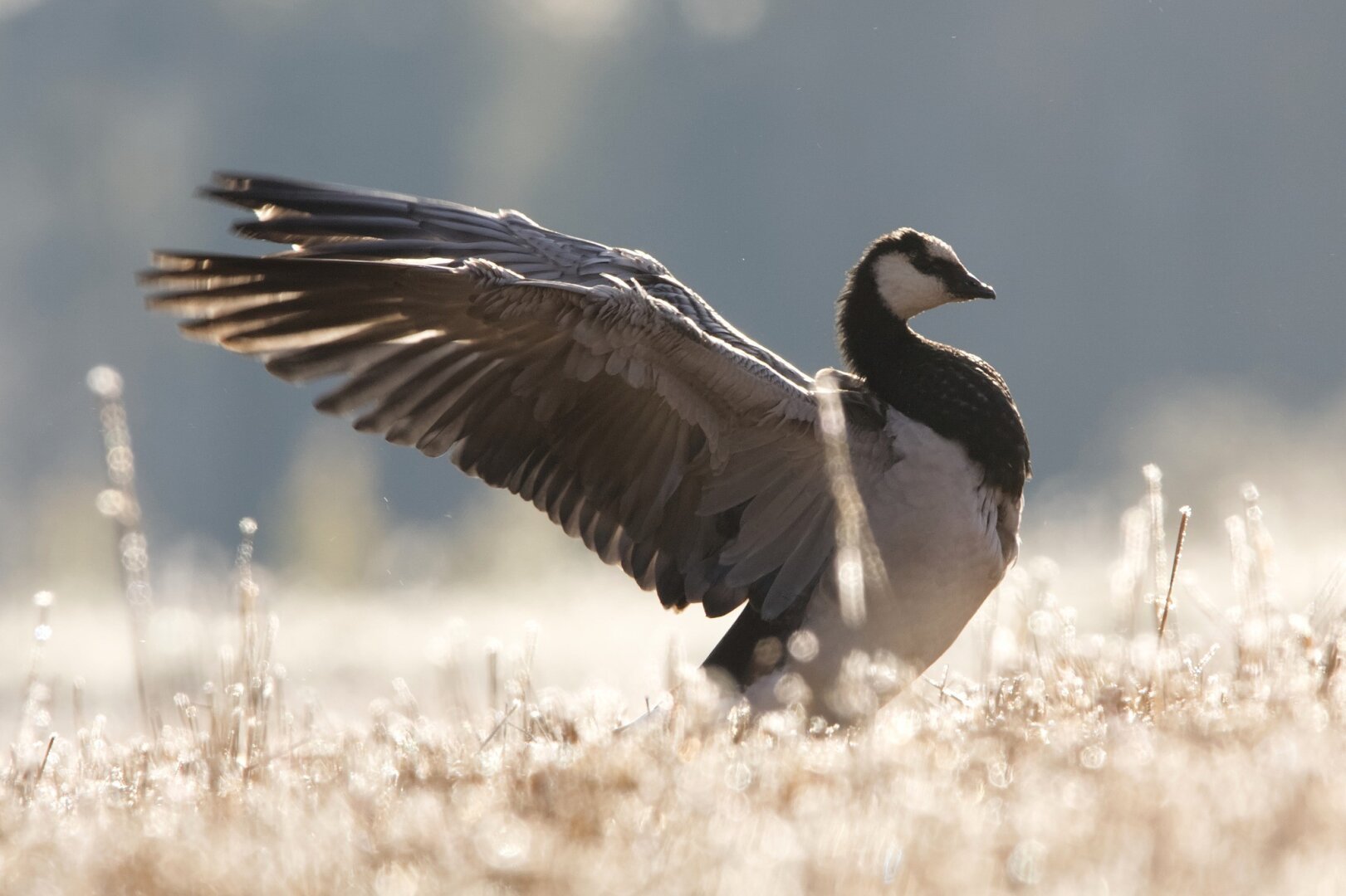 A young barnacle goose deploying its wings after preening its feathers on a frost-covered recently cropped oat field.