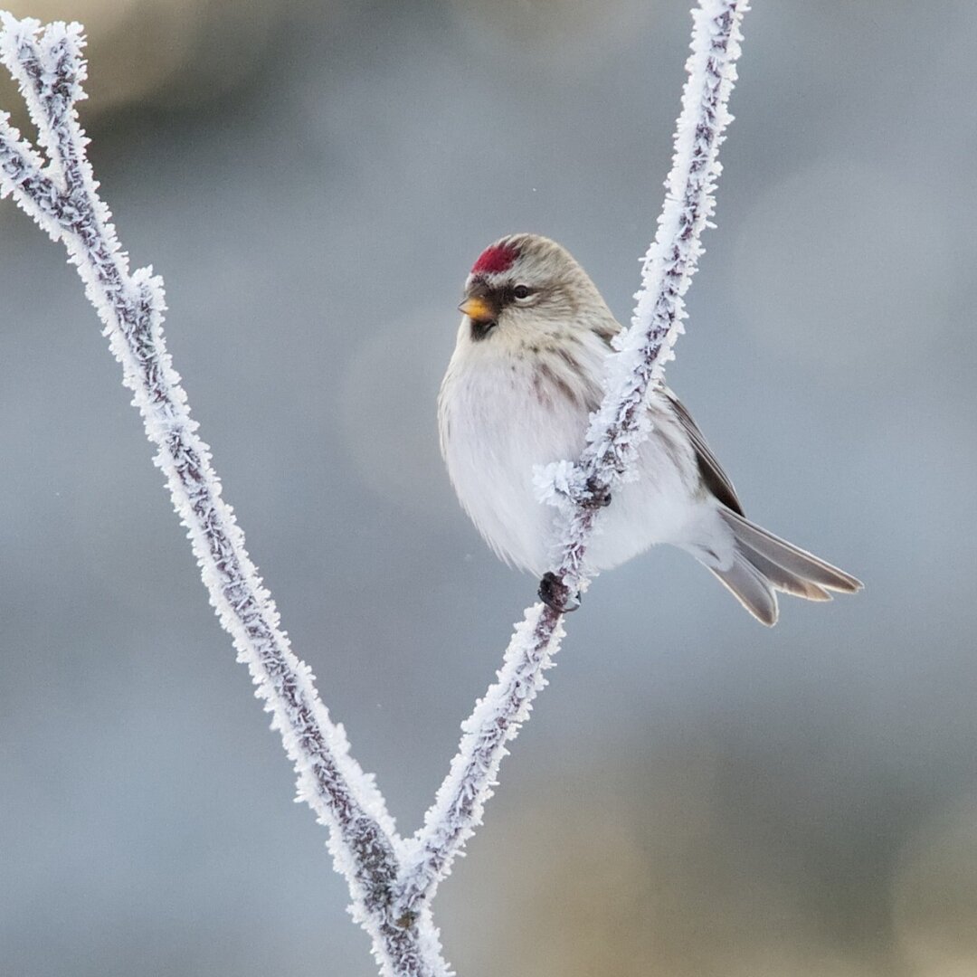 A female arctic redpoll perched on an ice-covered V-shaped hawthorn branch.