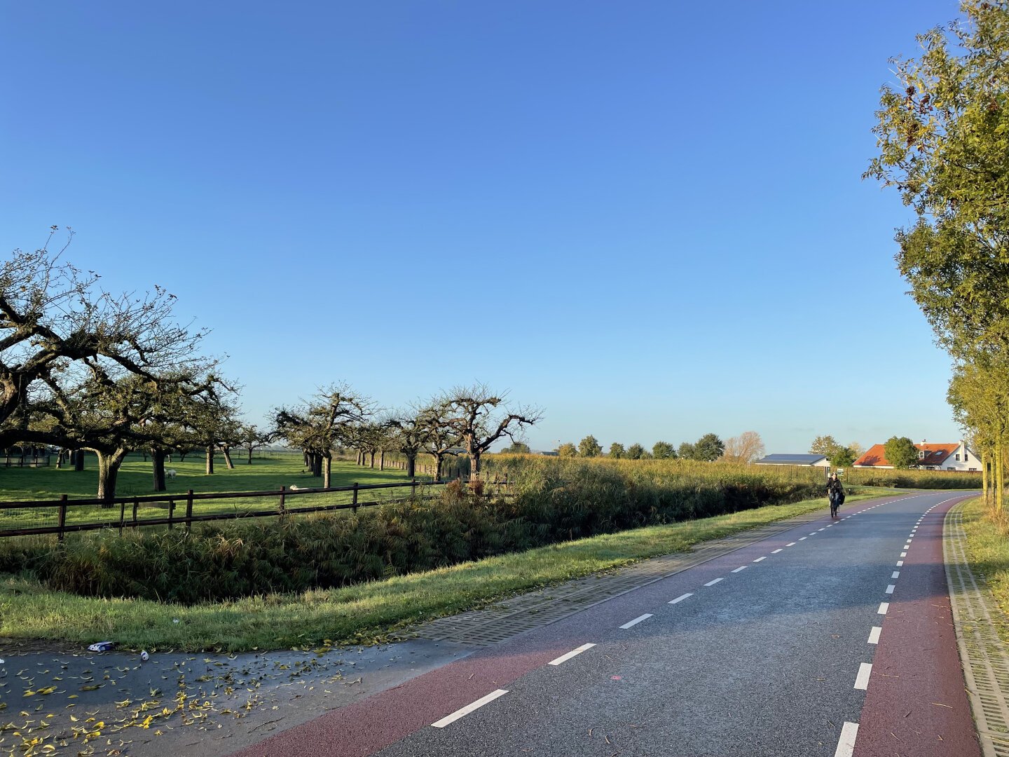 Street with bicycle lanes, with on the left a rural tree yard. Blue sky.