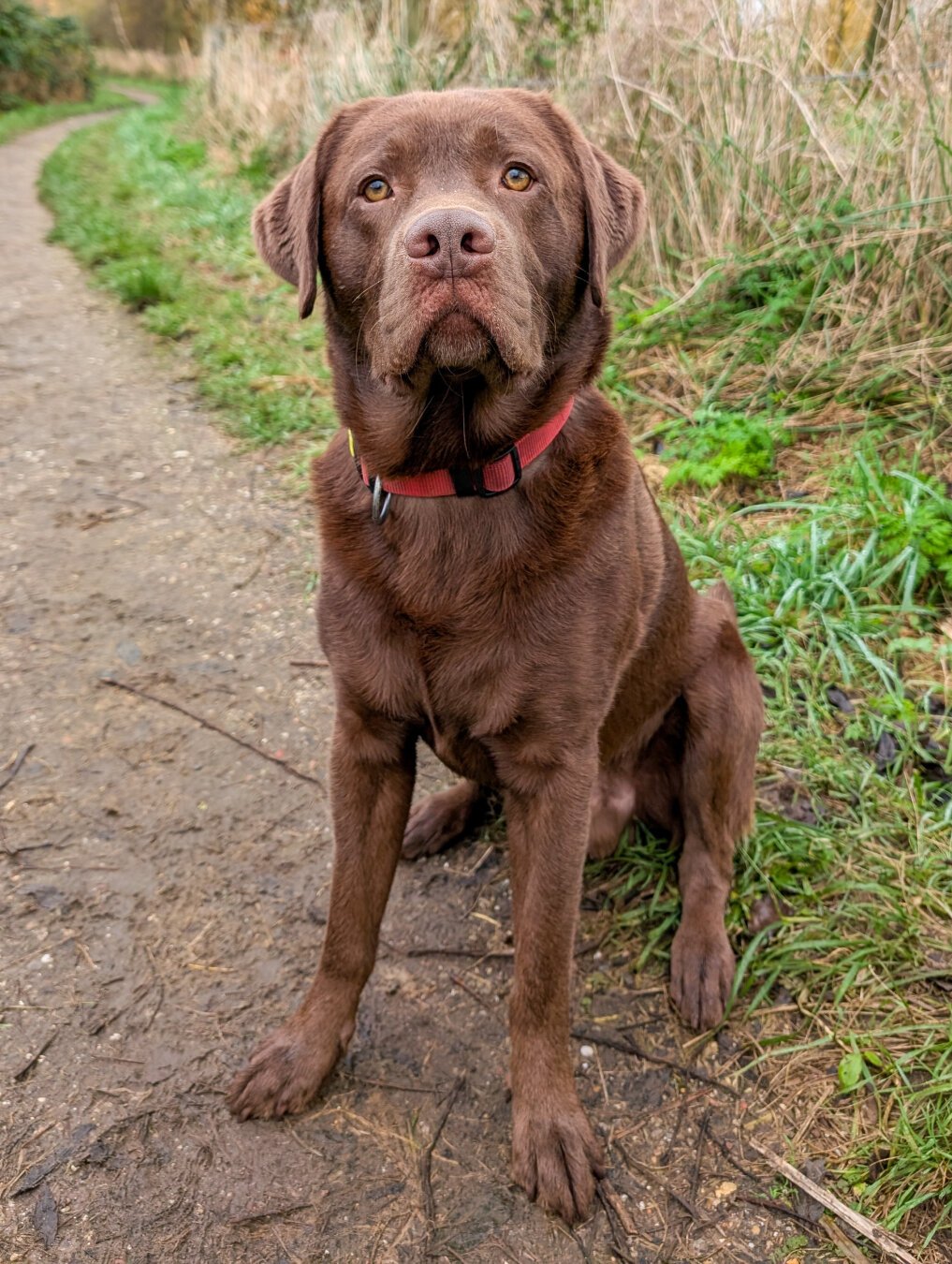 A brown labrador retriever with the name Joep looks at the camera. He is sitting on a hike path.