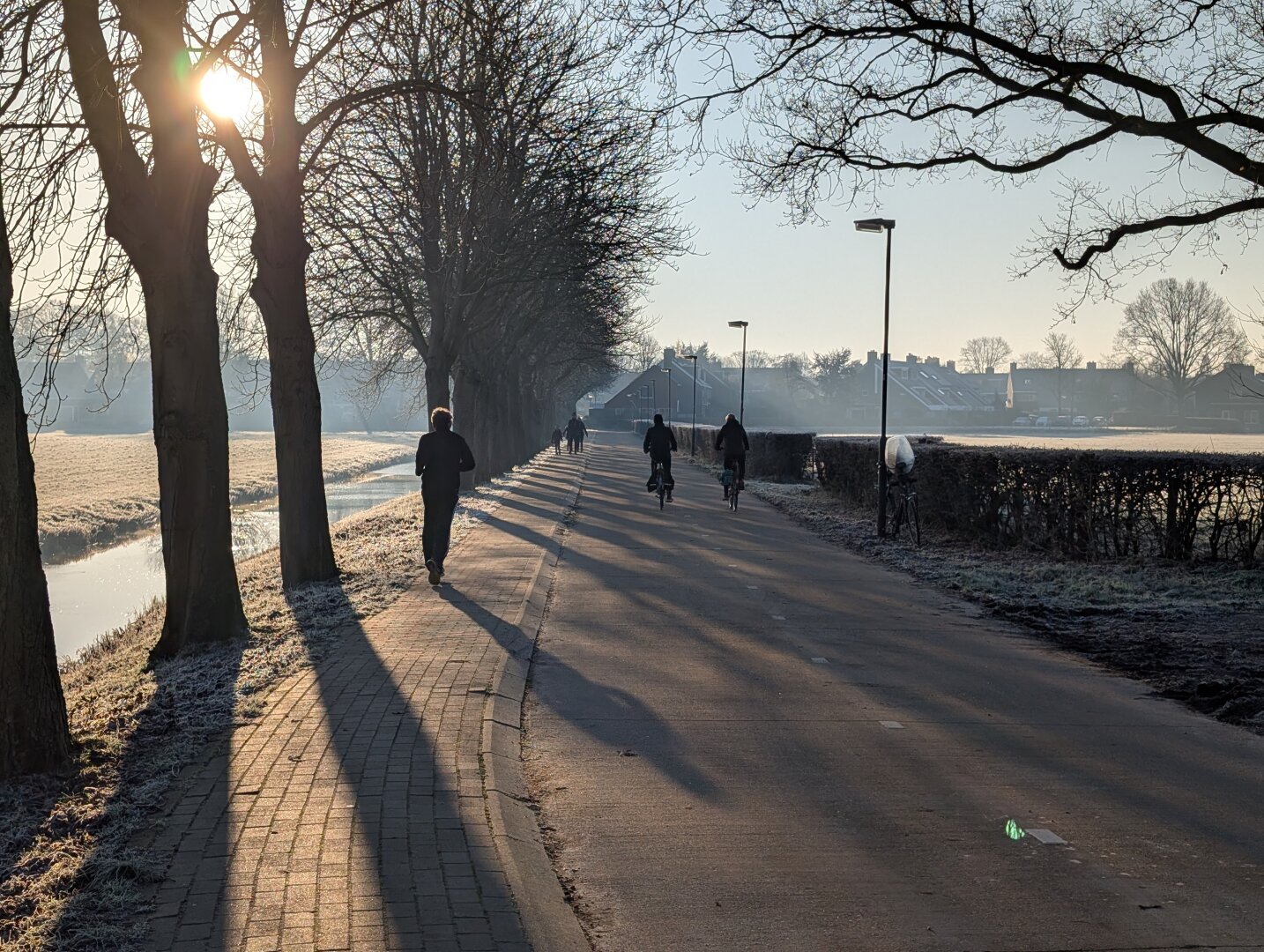 bike lane with large trees on the left. sunrise on a cold day.