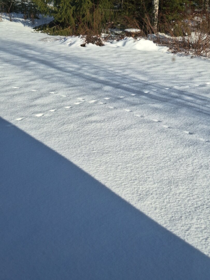 Ketunjälkiä lumella