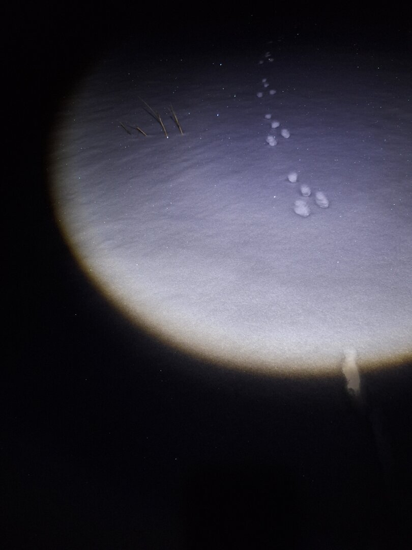 Snow with hare tracks