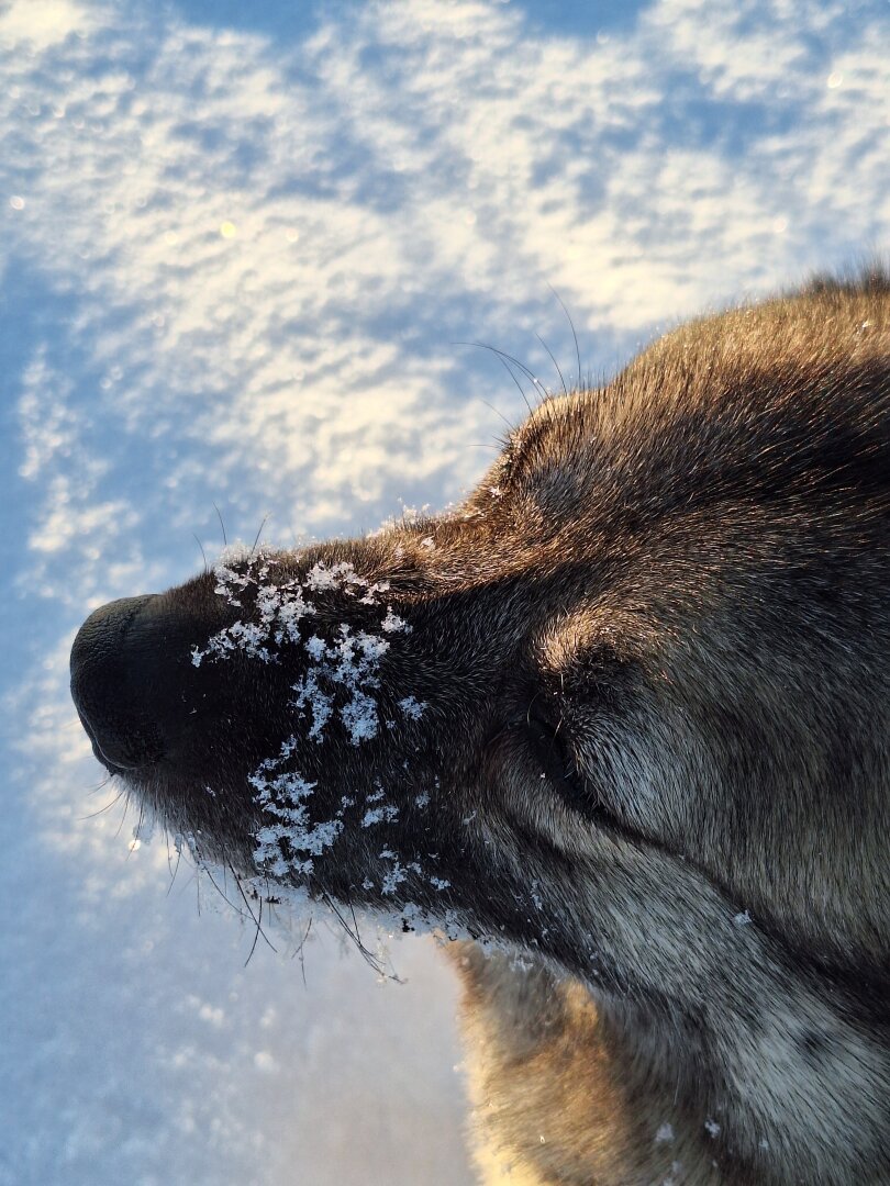 The head of a Norwegian elk hound with snow on her nose