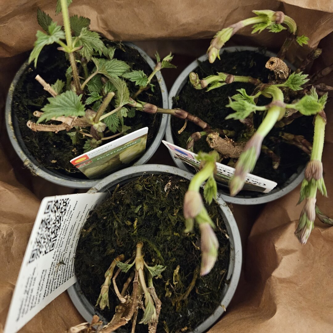 3 Hopfenjungpflanzen in Töpfen.