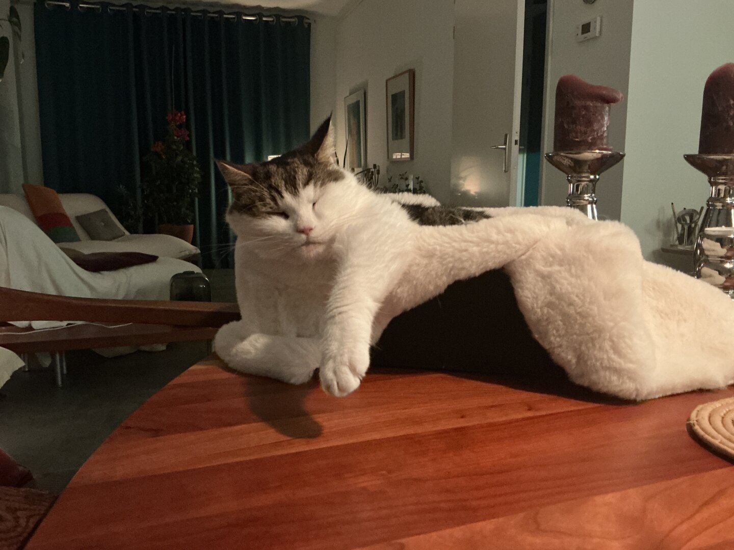 the baronesse lays on her favorite spot on the table into a box with a nep fur blanket