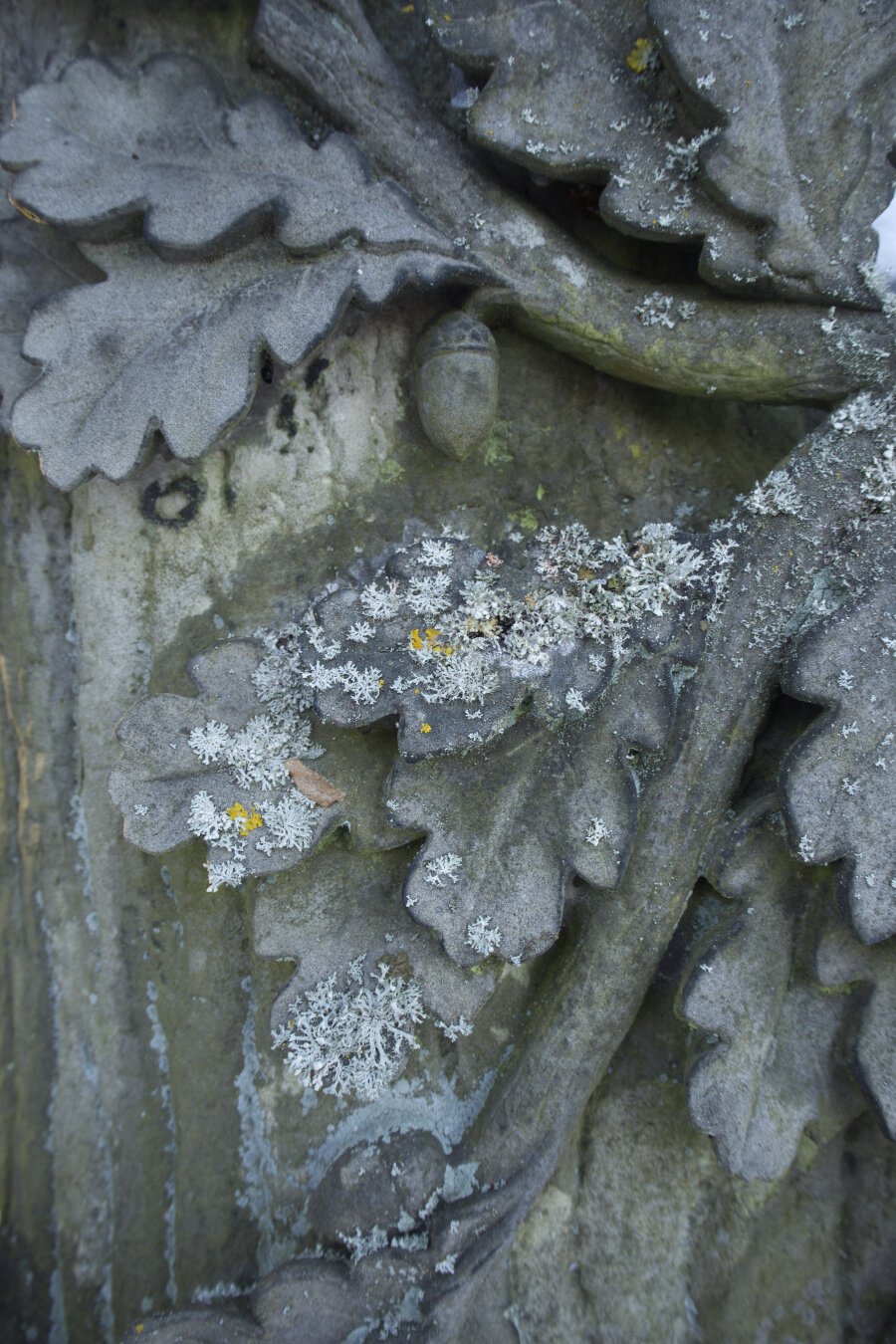 Lichens growing on concrete oak leaves in cemetery