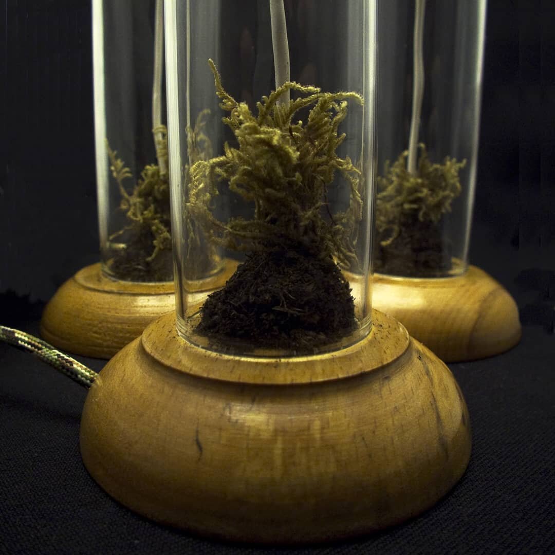 Three handcrafted light bases featuring delicate mosses encased in glass domes. Each light has a wooden base with a smooth, rounded shape. The moss grows from a small mound of dark soil, with thin, pale stems reaching upward. The lights are arranged on a dark fabric background, emphasizing their organic and mystical aesthetic. A braided power cord is visible, suggesting they are functional lamps.