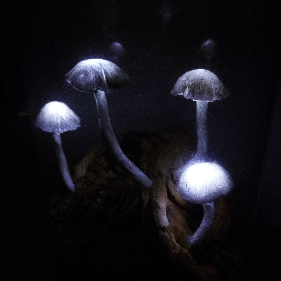 An artwork of glowing white mushrooms in a black background. The mushrooms are growing from a wooden base which is vaguely visible.