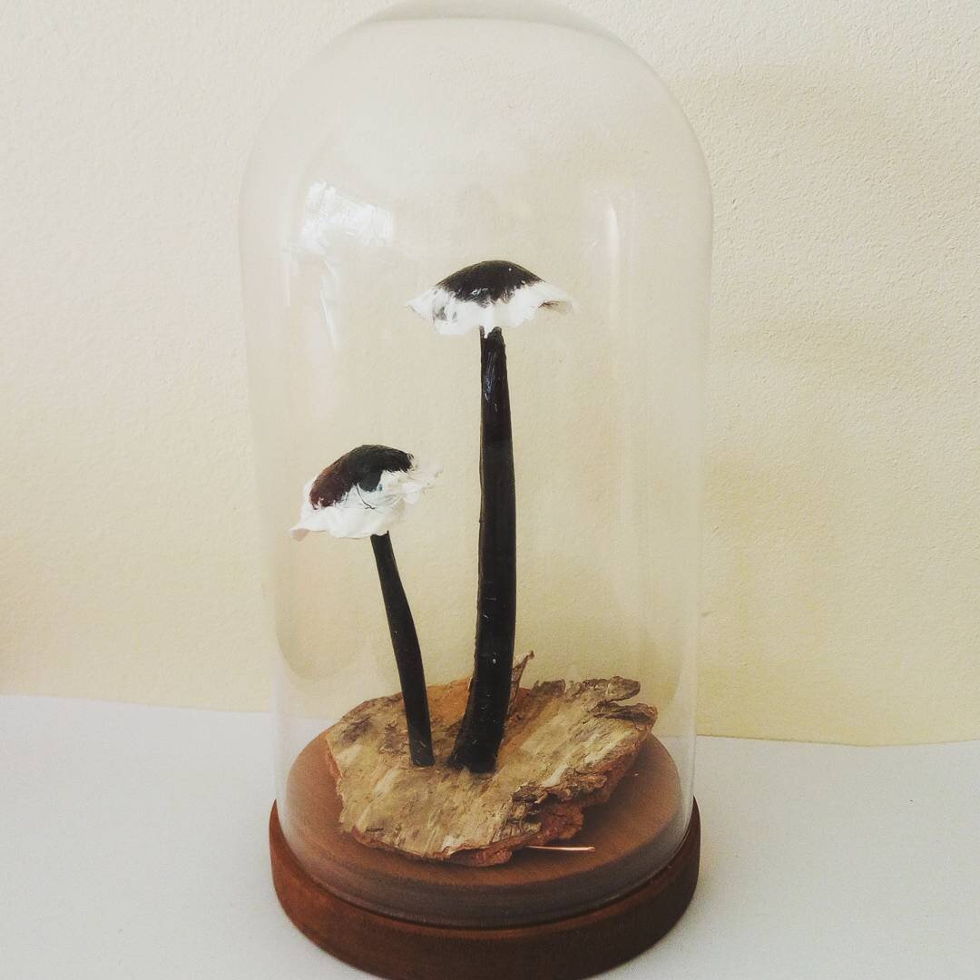 A sculpture of black mushrooms with a white fringe around their caps. There are two mushrooms on a small piece of bark. They are in a glass dome with a wooden base, placed in front of a neutral yellow and white background.