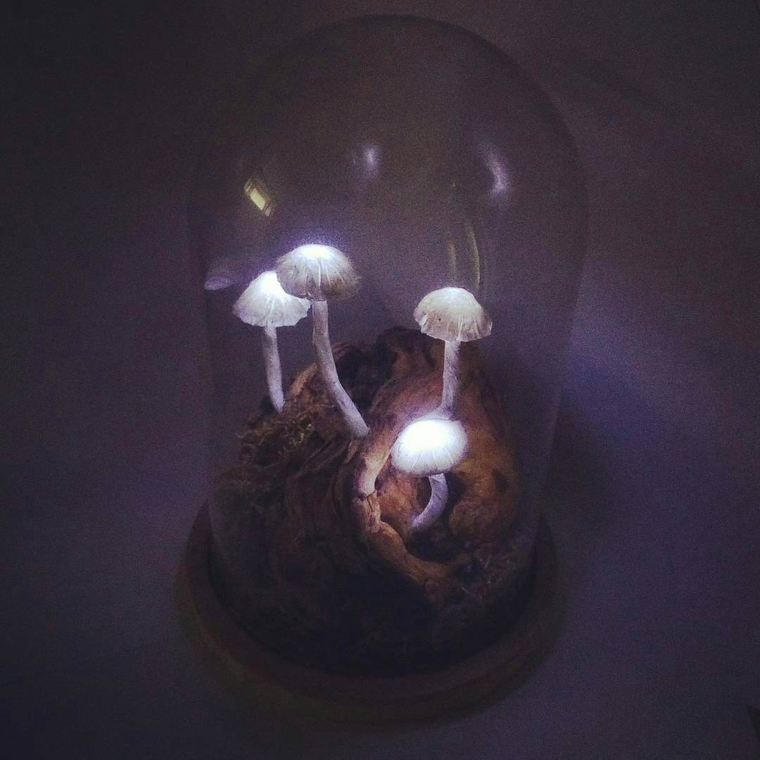 Four glowing mushrooms on a wooden stump surrounded with dried moss. The setting is dark, so the glow is showed off nicely. The mushrooms are under a glass cloche.