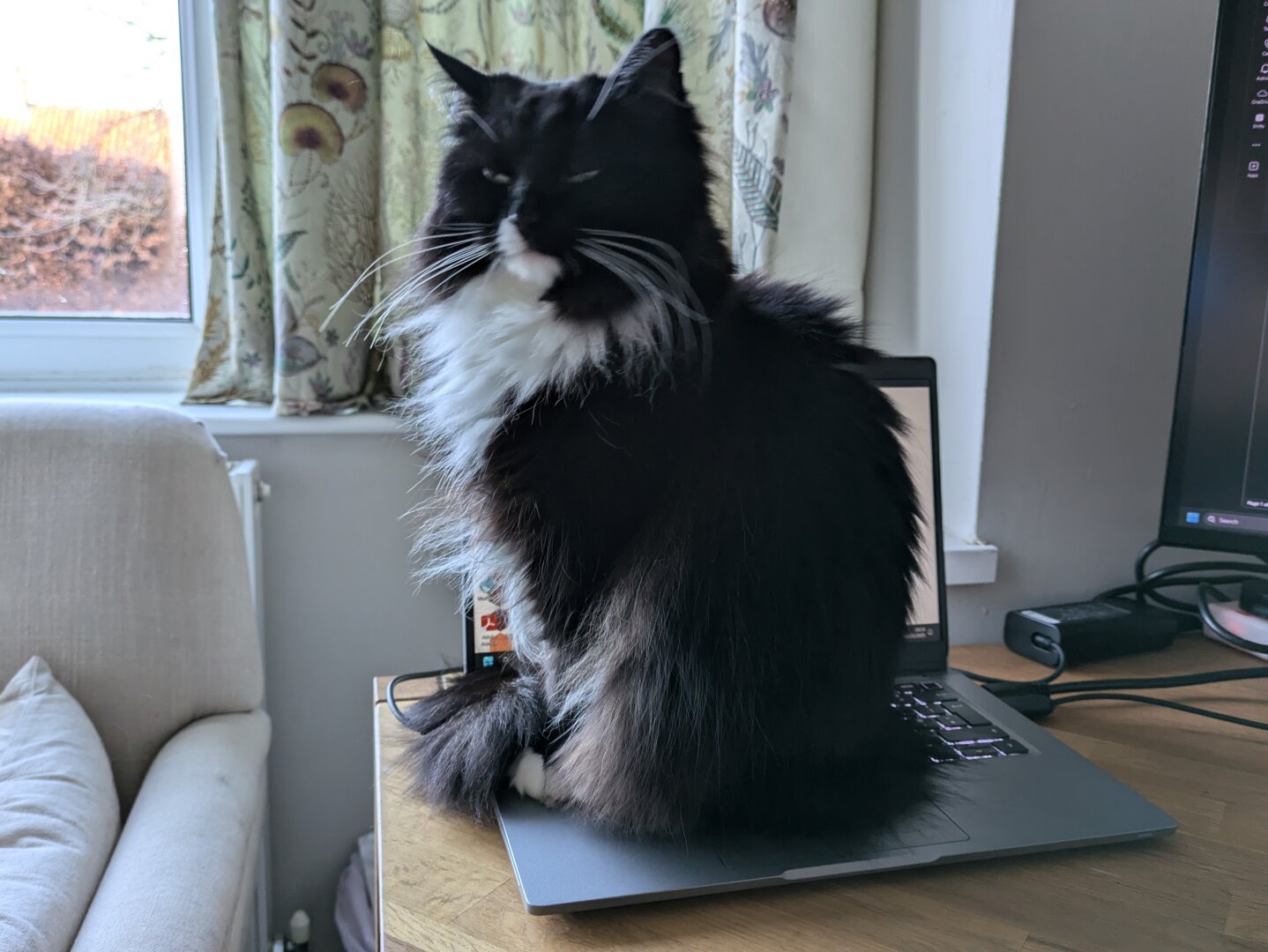 A fluffy black and white cat with white whiskers is sitting on a laptop looking extremely content! The screen is open and the window in the background shows a clear blue winter day outside.