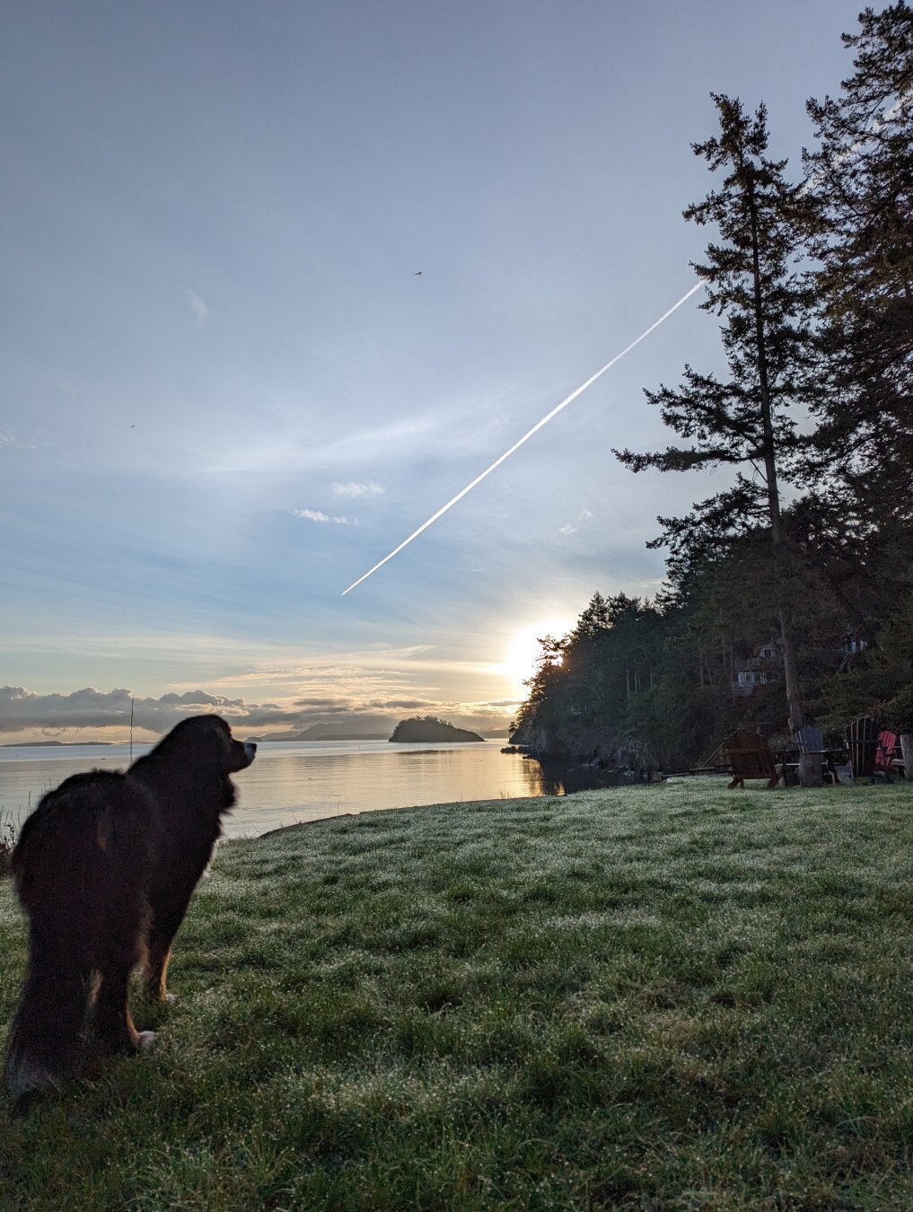 A Bernese Mountain Dog standing on a lawn covered in frosted dew. The sun is rising over the Pacific ocean behind him.