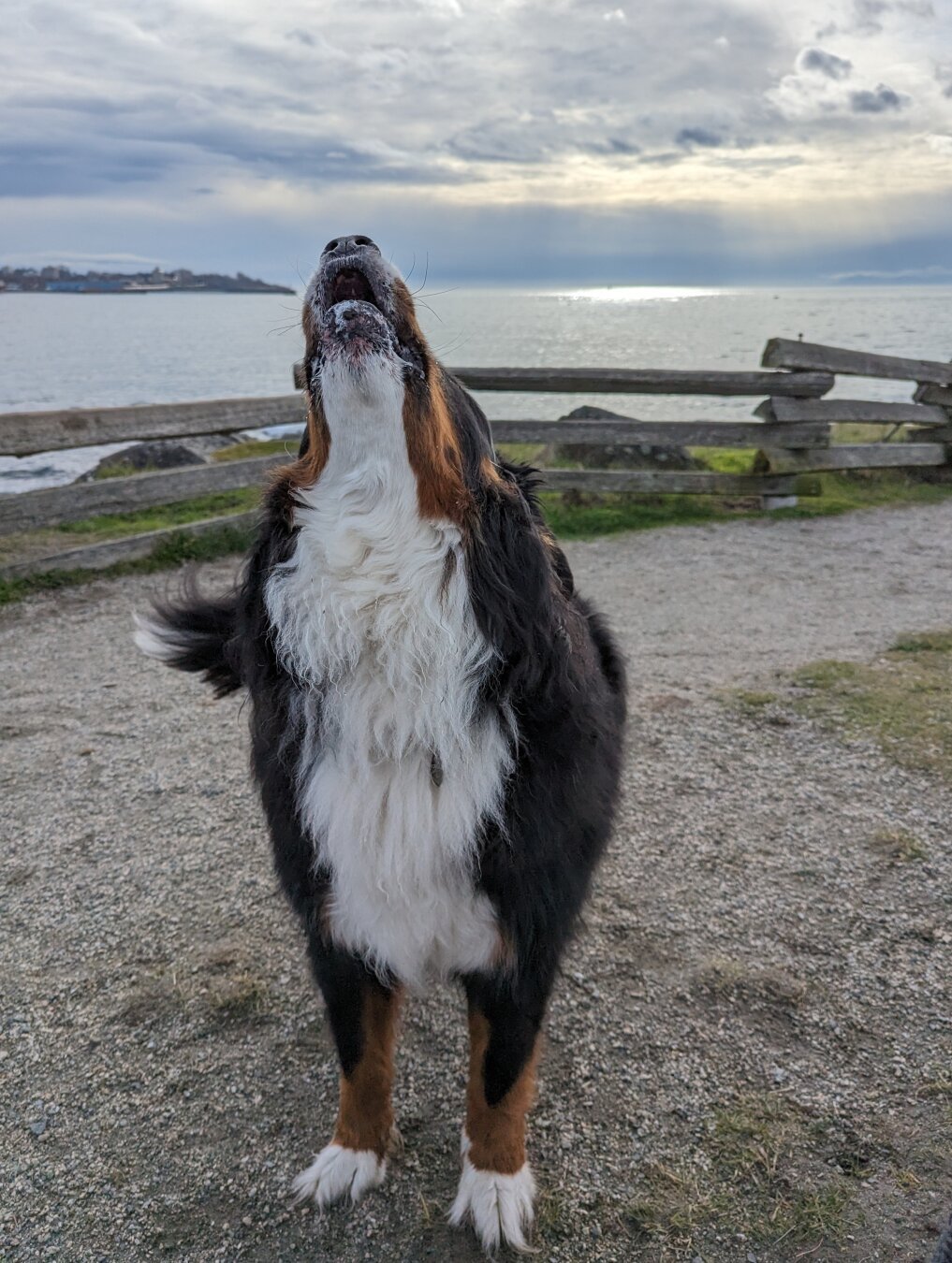 A Bernese Mountain Dog raises his head to the sky to woof. He is standing in front of a cedar fence, with the Pacific ocean in the background. The sky is mostly cloudy.