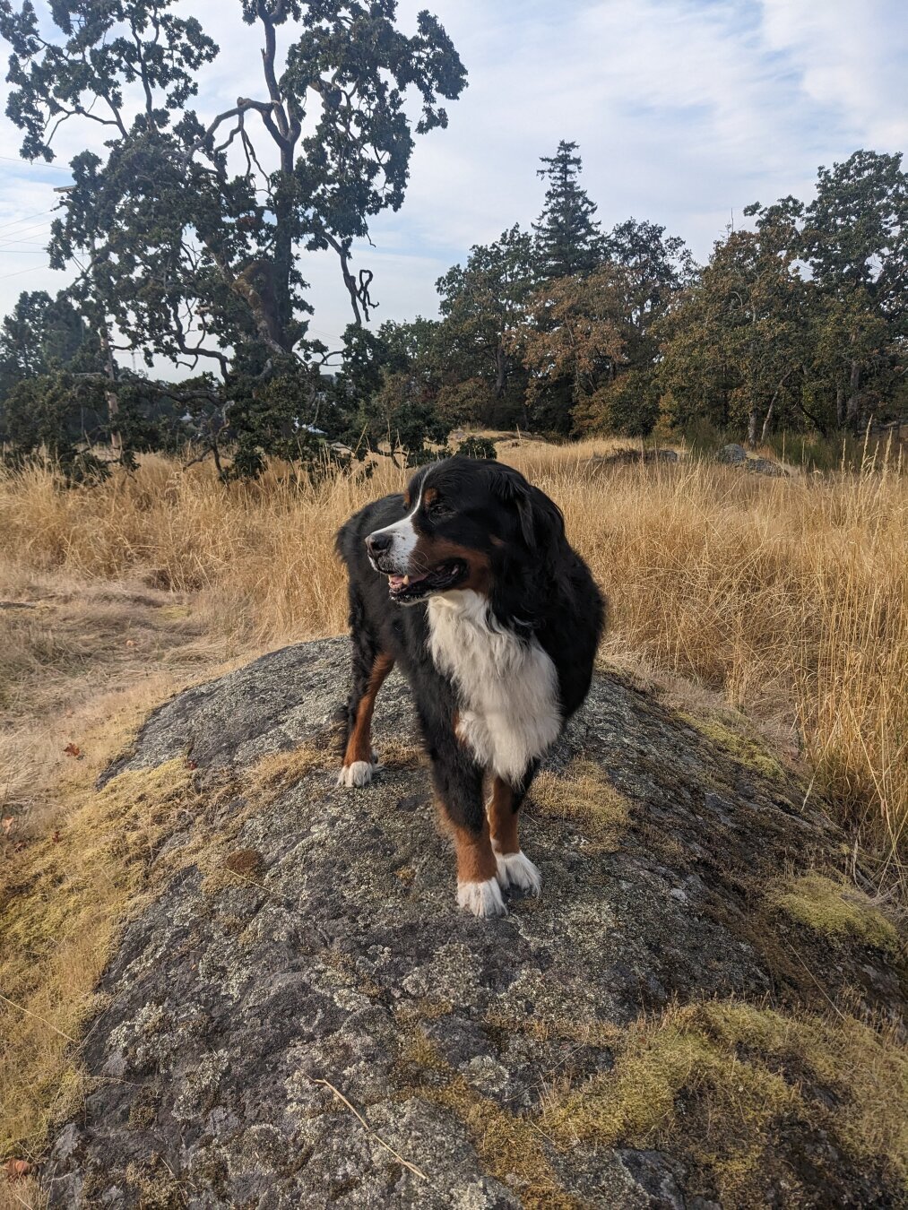 A Bernese Mountain Dog stands on a large kitchen covered rock, in a dry grassy meadow.