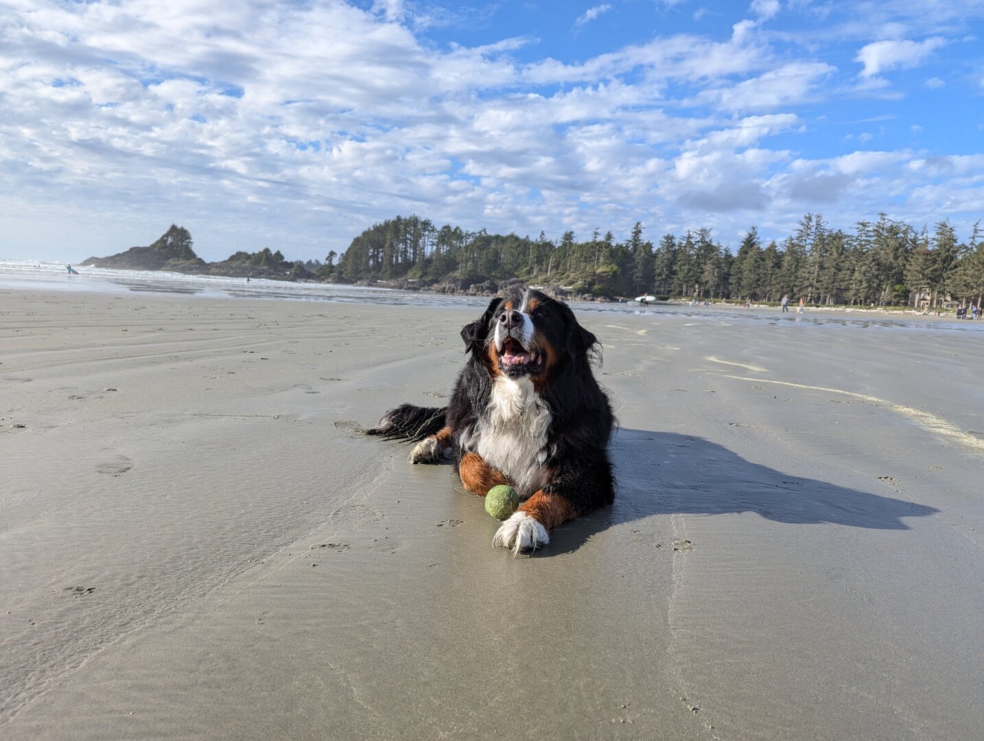 On a big sandy beach in Tofino, BC a Bernese Mountain Dog lays in the sand with a very happy look on his face. The sun is shining and the sky is blue.