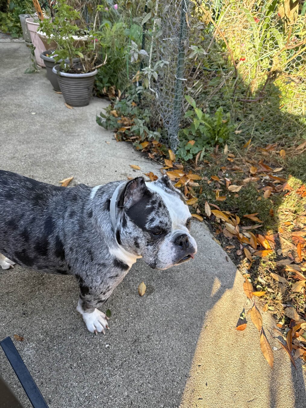My gray and white bulldog 'Baby Cat' standing on the walkway surrounded by nature.