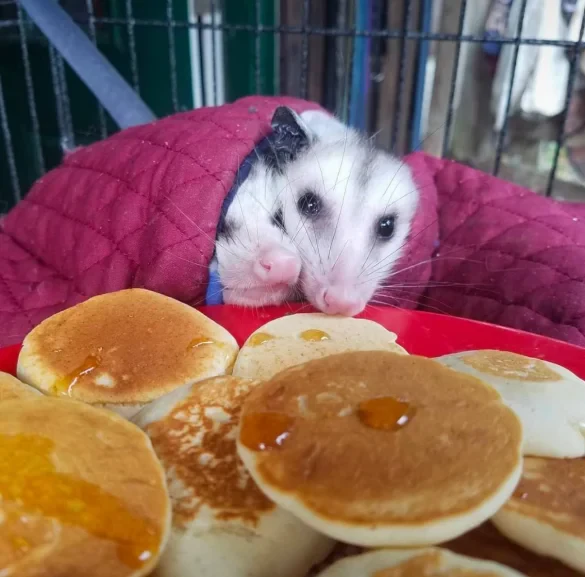Two Opossums, cuddled up together under a magenta quilted blanket behind a white plate of small drizzled pancakes.