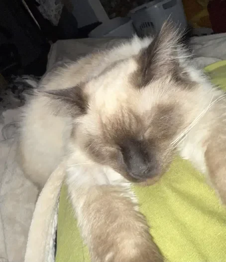 A fluffy cream and brown point cat sleeping peacefully on a yellow and white blanket.