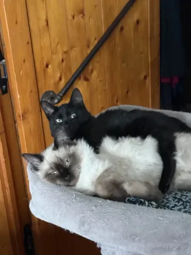Two cats lounging together on a gray cushioned perch - a black cat with white paws lying behind a fluffy cat with dark points, against a wooden wall background.