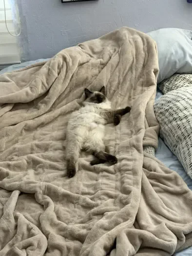 A cat with cream-colored fur and dark brown points lies sprawled on their back on a beige blanket, in a relaxed pose with legs extended; with pillow to the right of them and a grey wall behind them.