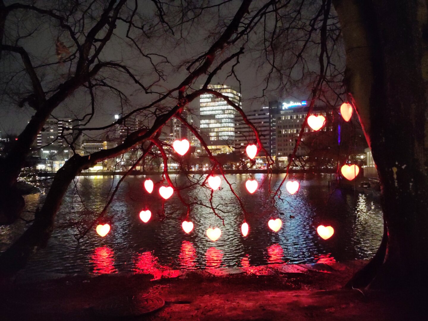 Early morning city view from a city pond with a tree with red heart lights in the foreground.
