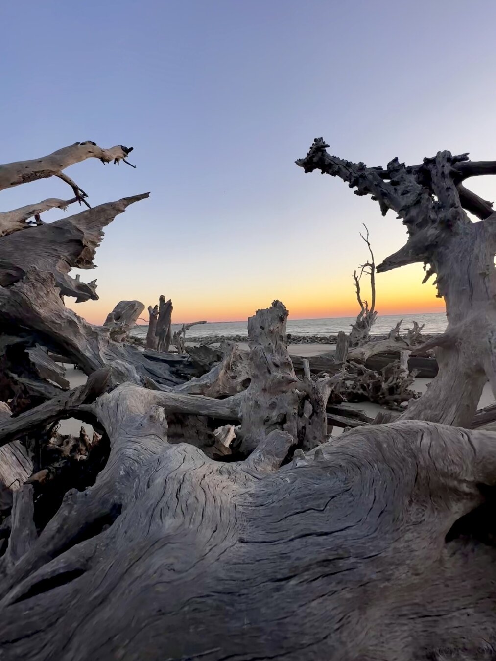 Petrified/fossilized tree on a Jekyll Island, GA beach at sunrise