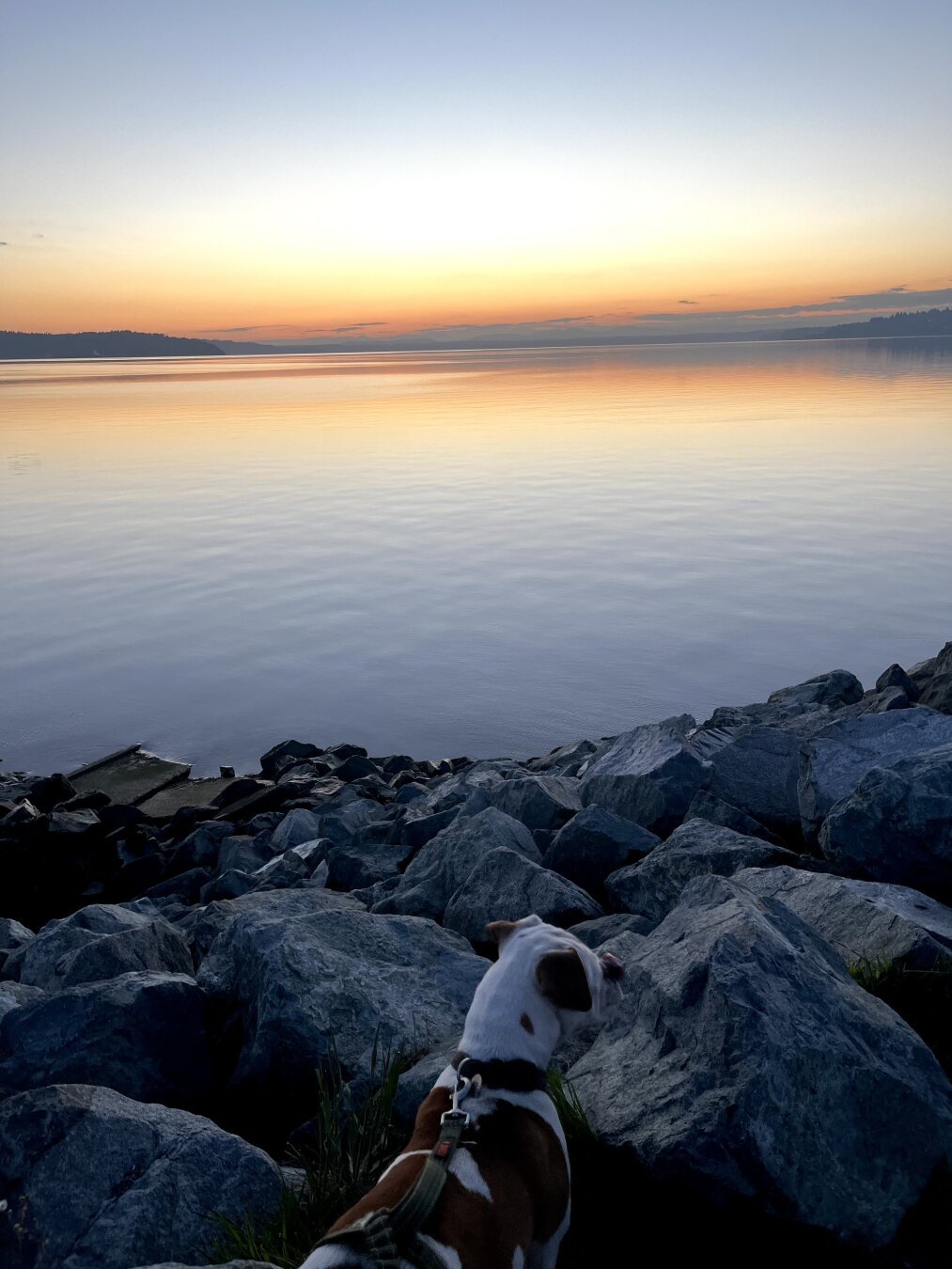 A white &amp; brown dog looking out at the sunrise over a rocky shoreline of the Puget Sound.