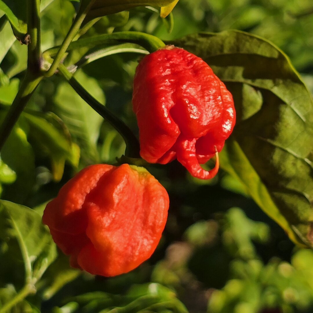 a closer view of two red reapers, one with a good example of the prototypical scythe like 'tail'.