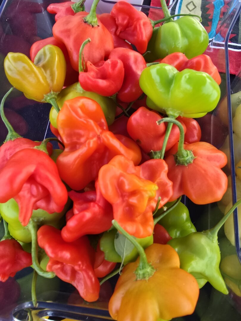 red, green, and orange Uba Tuba peppers